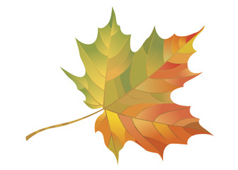 Naklejka na ściany i meble Autumn maple leaf isolated on white background. Vector Illustration