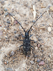 Anoplophora glabripennis. Cerambycidae (mustaches or Lumberjacks) family of beetles Coleoptera. Black beetle with white spots and long mustache on the background of earth and sand