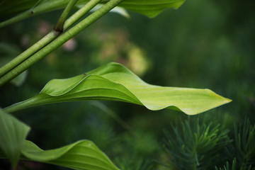 Obraz premium лист тропического растения