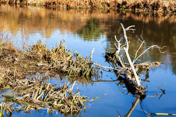 The trunk of a dried tree lies in the water