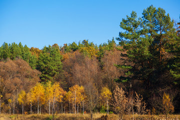 colorful autumn trees in park