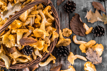 Fresh chanterelles mushrooms in a basket on wooden table