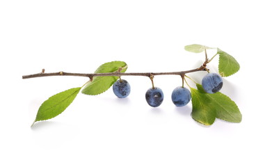 Fresh blackthorn berries with twig isolated on white background