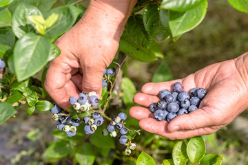 Berry harvest in the garden, organic produce picking, blueberries and hands, close-up