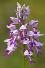 Fototapeta premium Military Orchid, (Orchis militaris), Eifel Mountains, Germany.