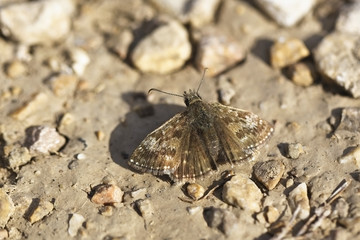 Dingy Skipper, (Erynnis tages), resting, Eifel mountains, Germany.