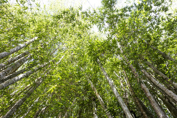 Bamboo forest from tropical garden, outdoor day light