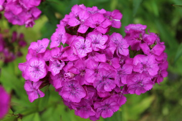 Fototapeta premium Turkish carnation