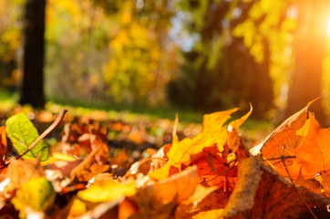  fallen leaves in autumn forest at sunny weather