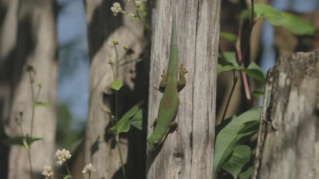 Gecko on old fence