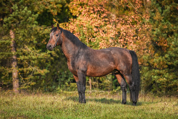 Fototapeta premium Beautiful bay horse in autumn