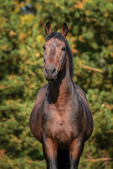Obraz na płótnie Canvas Portrait of beautiful bay stallion