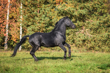 Beautiful black stallion playing in the paddock in autumn