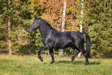 Beautiful black stallion running trot in autumn