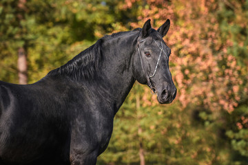 Portrait of beautiful black latvian breed stallion