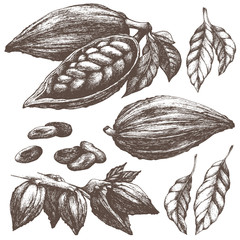 Cocoa sketch collection. Whole and open cocoa pod with seeds, leaves, branches. Chocolate ingredient. Vintage vector illustration isolated.