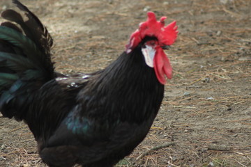 COQ