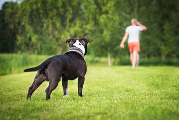 English staffordshire bullterrier dog looking at its owner going away