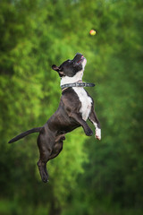English staffordshire bullterrier dog jumps to catch a ball