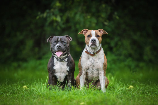 American staffordshire teriier and english staffordshire bullterrier dogs