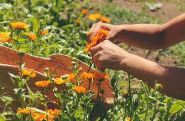 harvesting calendula flowers