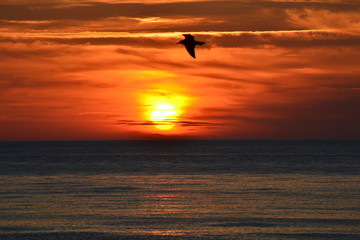 Fototapeta na wymiar Bird sunset