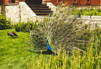 Obraz premium Beautiful male peacock with expanded feathers on the grass in the yard