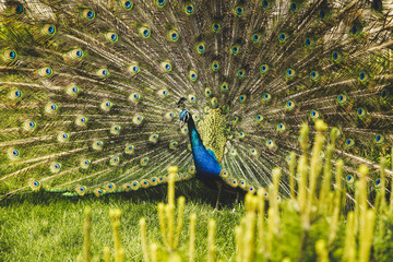 Obraz premium Beautiful male peacock with expanded feathers on the grass