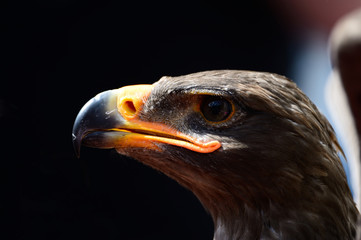 Junger Steinadler