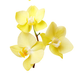 Naklejka na ściany i meble Yellow orchid flowers isolated