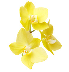 Yellow orchid flowers isolated