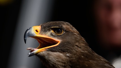 Junger Steinadler