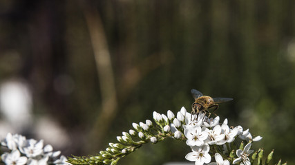 Fototapeta premium Bees and bumblebees
