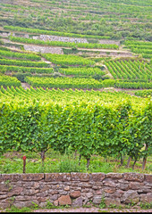 Vines in Alsace - France