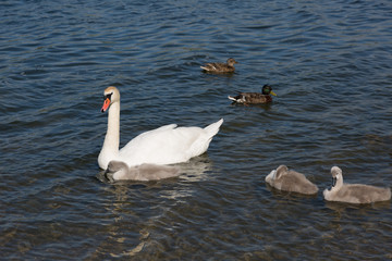 Obraz premium Family of swans: adult bird and chicks