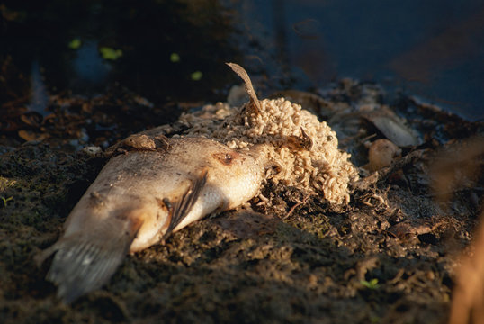 Maggots on decaying, decomposing, rotten, bloated, poisoned, dead fish on the edge of the lake pond