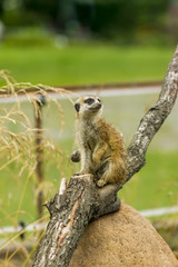 Fototapeta premium portrait of meercat sitting on tree