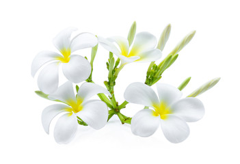 white frangipani (plumeria) tropical flower isolated on white background