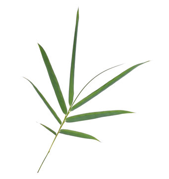 branch of green bamboo leaves isolated on white background