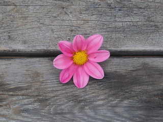Deko, Hintergrund: Rosa Blüte auf Vintage- Holztisch