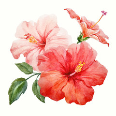Watercolor tropical hibiscus flower