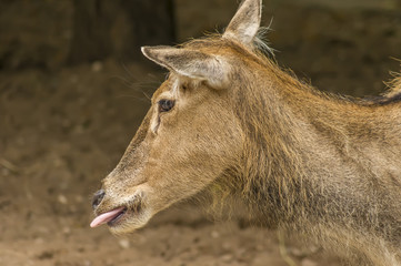 portrait of red deer