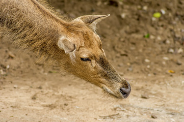 female Red deer in zoo