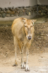 female Red deer in zoo