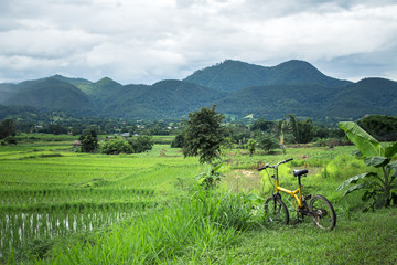 Fototapeta premium Rice field tourism ride bicycle at pai city 