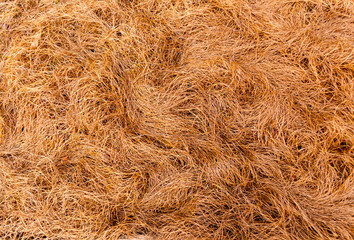 dry grass texture 