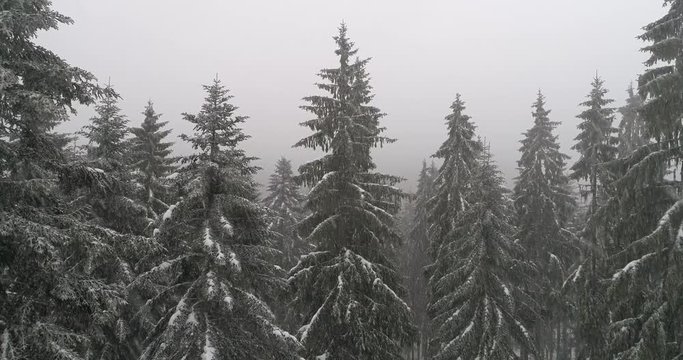 aerial winter nature landscape scenery with bad weather and falling snow drone flying above evergreen forest trees
