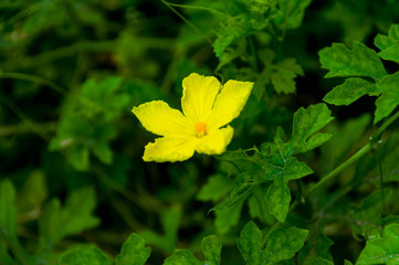 Bitter gourd's flower, yellow flower ,close-up of flower, Macro close-up blurred background depth of focus.
