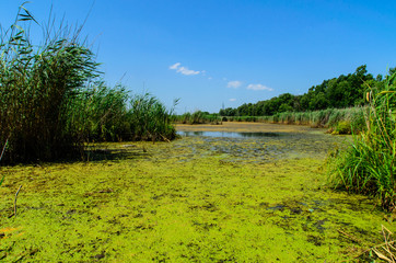 Green algae on surface of the lake