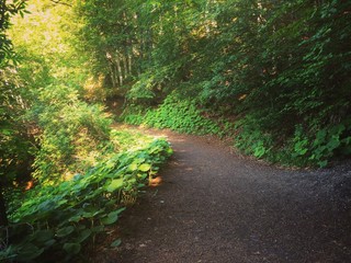 Fototapeta premium Lac Pavin, Auvergne, France